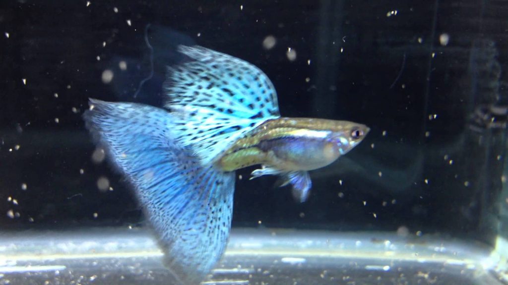Guppy City – Cá Bảy Màu Hà Nội