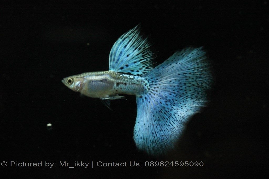 Guppy City – Cá Bảy Màu Hà Nội