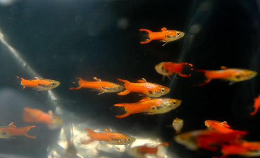 Guppy City – Cá Bảy Màu Hà Nội