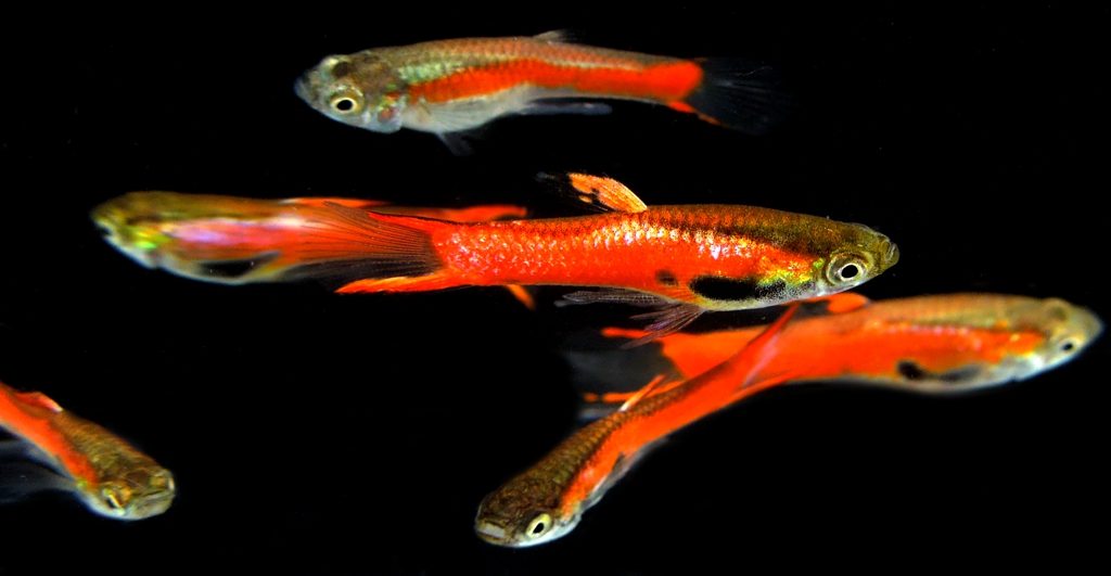 Guppy City – Cá Bảy Màu Hà Nội