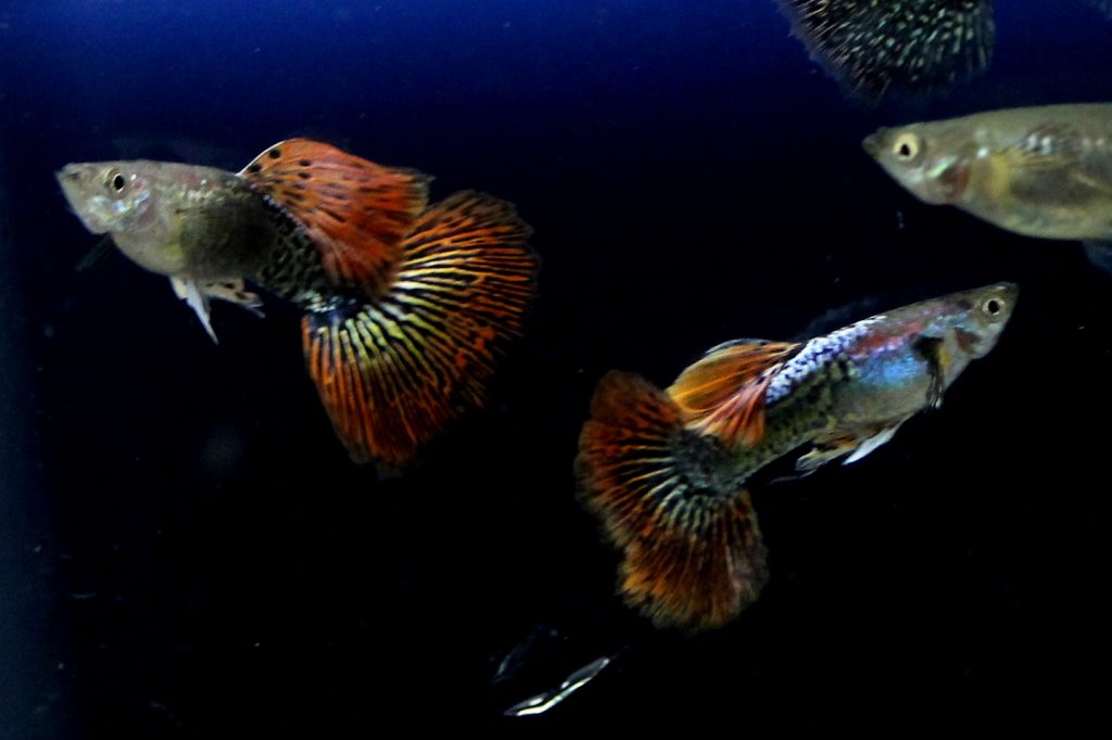 Guppy City – Cá Bảy Màu Hà Nội