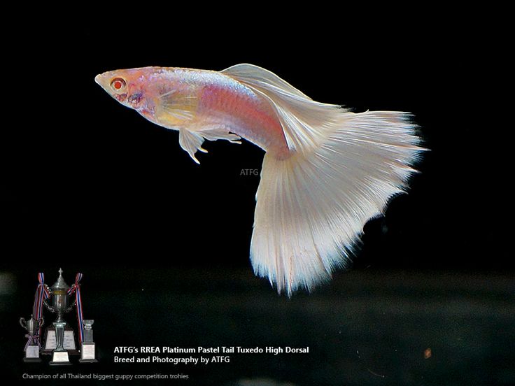 Guppy City – Cá Bảy Màu Hà Nội