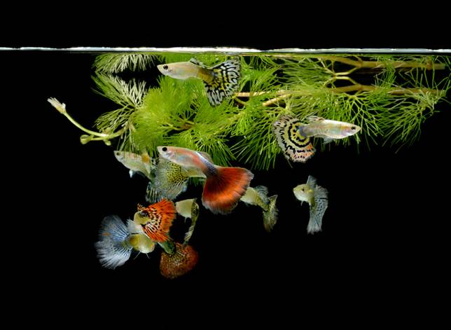 Guppy City – Cá Bảy Màu Hà Nội