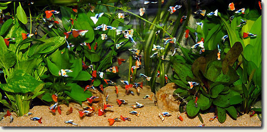 Guppy City – Cá Bảy Màu Hà Nội