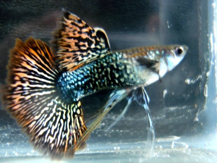 Guppy City – Cá Bảy Màu Hà Nội