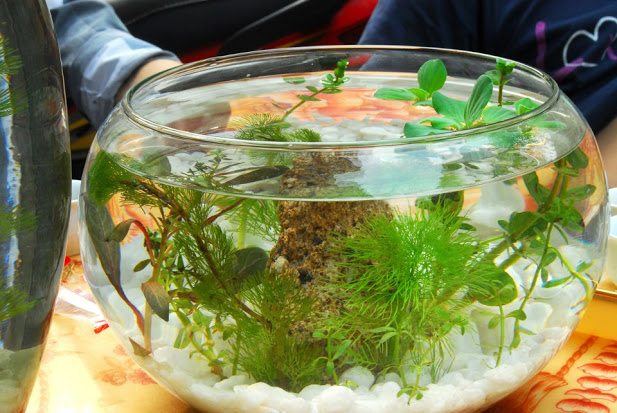 Guppy City – Cá Bảy Màu Hà Nội