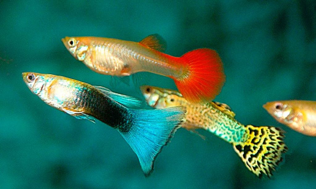 Guppy City – Cá Bảy Màu Hà Nội