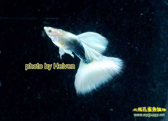 Guppy City – Cá Bảy Màu Hà Nội