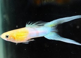 Guppy City – Cá Bảy Màu Hà Nội