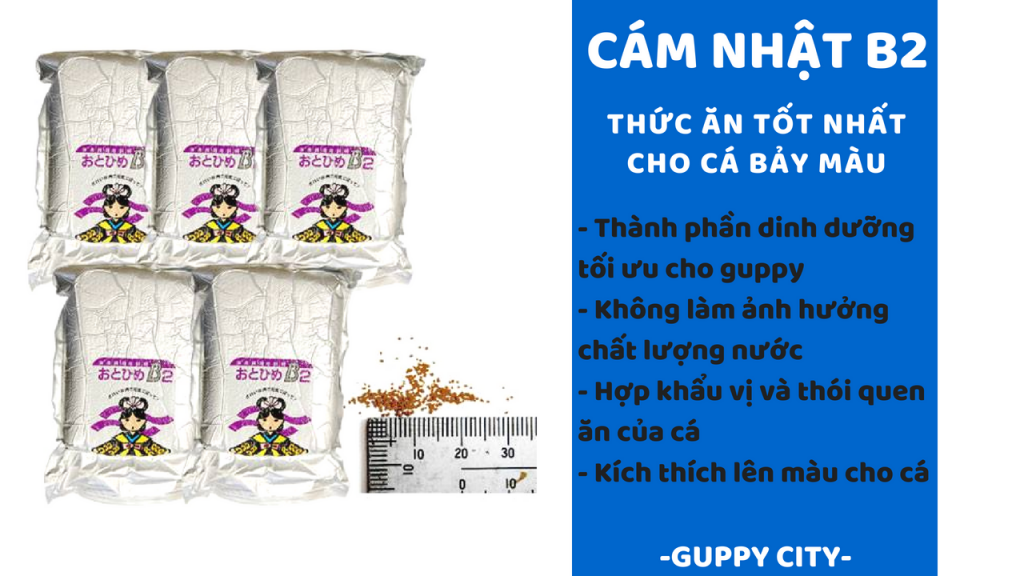Guppy City – Cá Bảy Màu Hà Nội