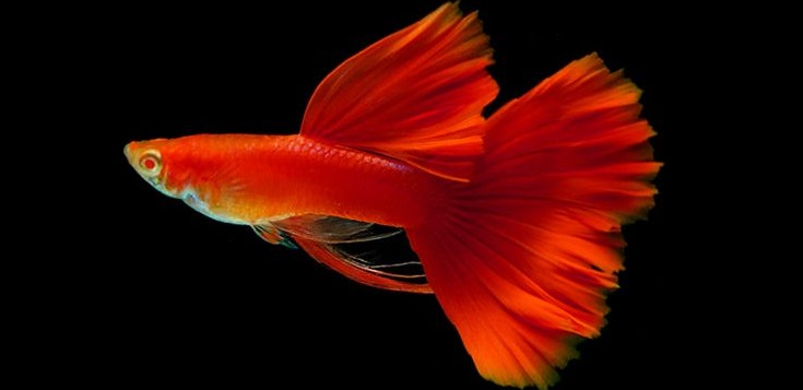 Cá bảy màu đẹp nhất thế giới - GUPPY CITY - Cá Bảy Màu Hà Nội