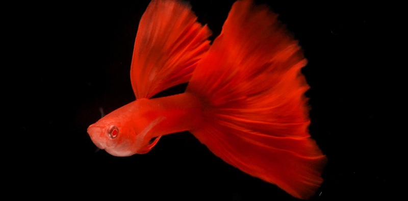 Guppy City – Cá Bảy Màu Hà Nội