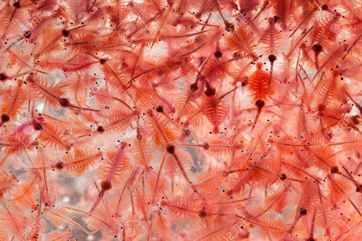 Guppy City – Cá Bảy Màu Hà Nội