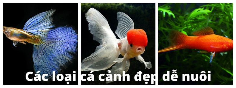 Guppy City – Cá Bảy Màu Hà Nội