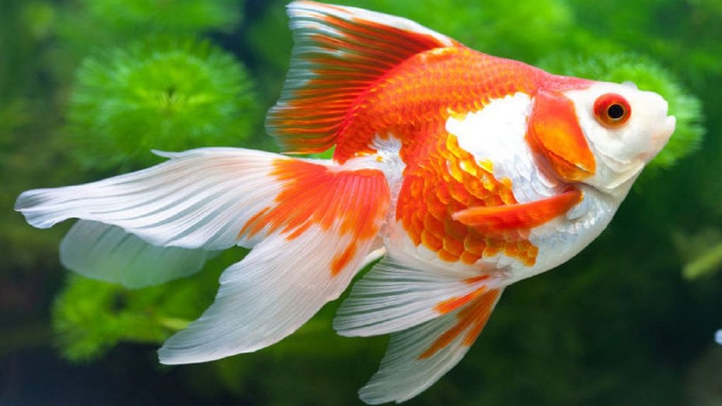 Guppy City – Cá Bảy Màu Hà Nội