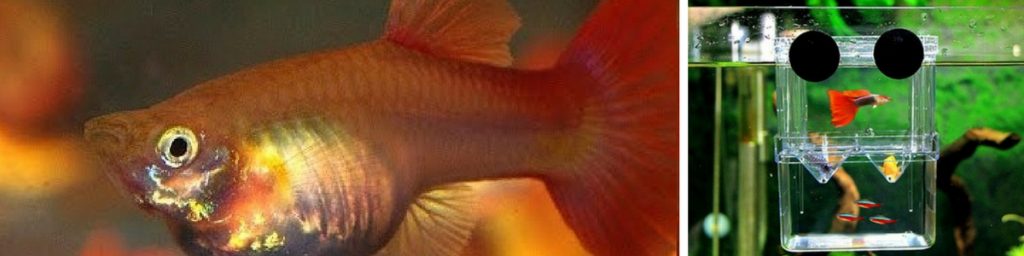 Guppy City – Cá Bảy Màu Hà Nội
