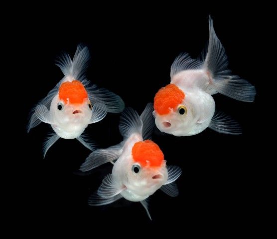 Guppy City – Cá Bảy Màu Hà Nội
