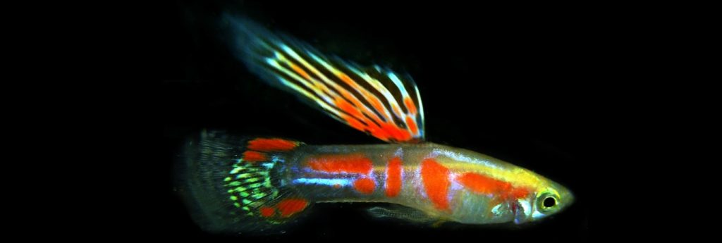 Guppy City – Cá Bảy Màu Hà Nội
