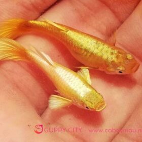 Cá bảy màu Full Gold