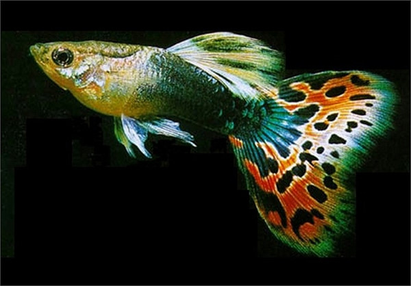 Guppy City – Cá Bảy Màu Hà Nội