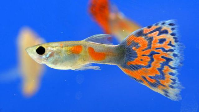 Guppy City – Cá Bảy Màu Hà Nội