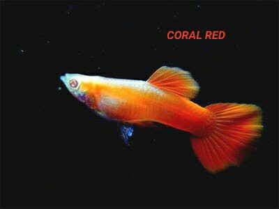 Guppy City – Cá Bảy Màu Hà Nội