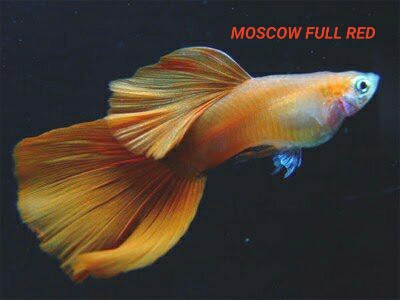 Guppy City – Cá Bảy Màu Hà Nội