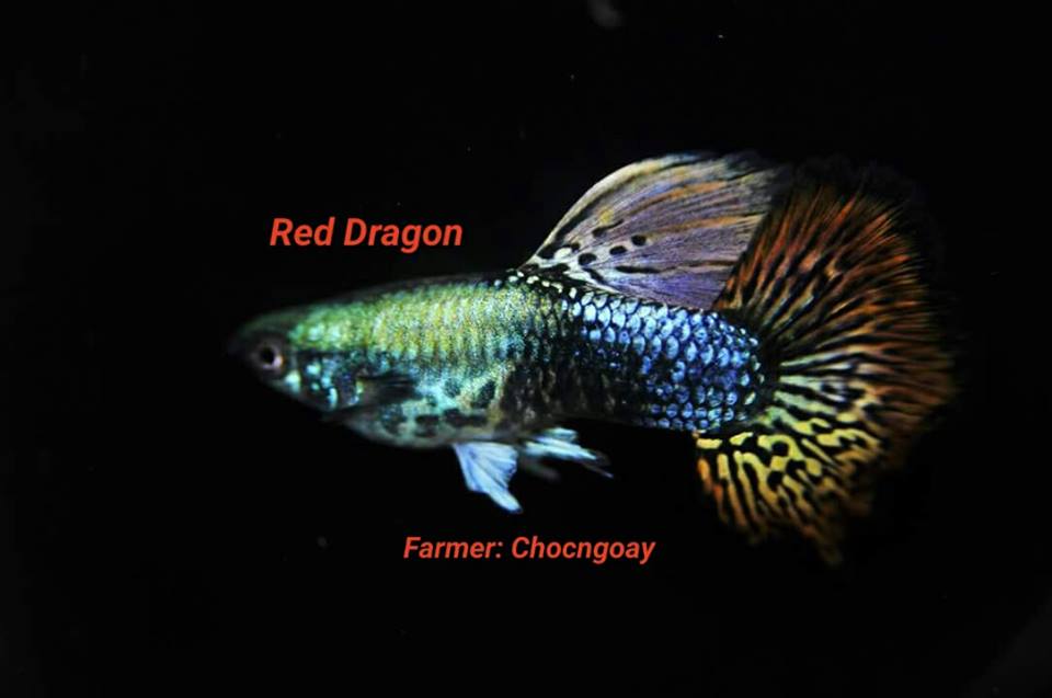Guppy City – Cá Bảy Màu Hà Nội