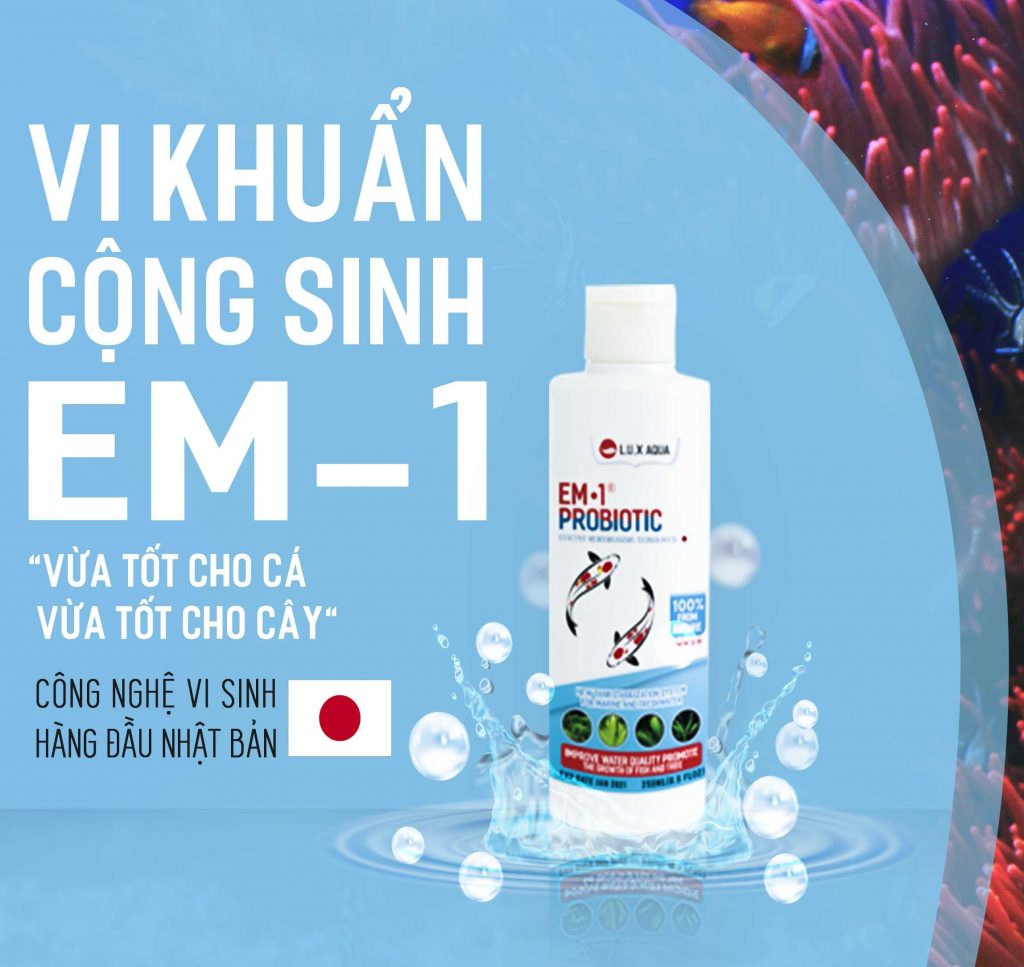 Guppy City – Cá Bảy Màu Hà Nội