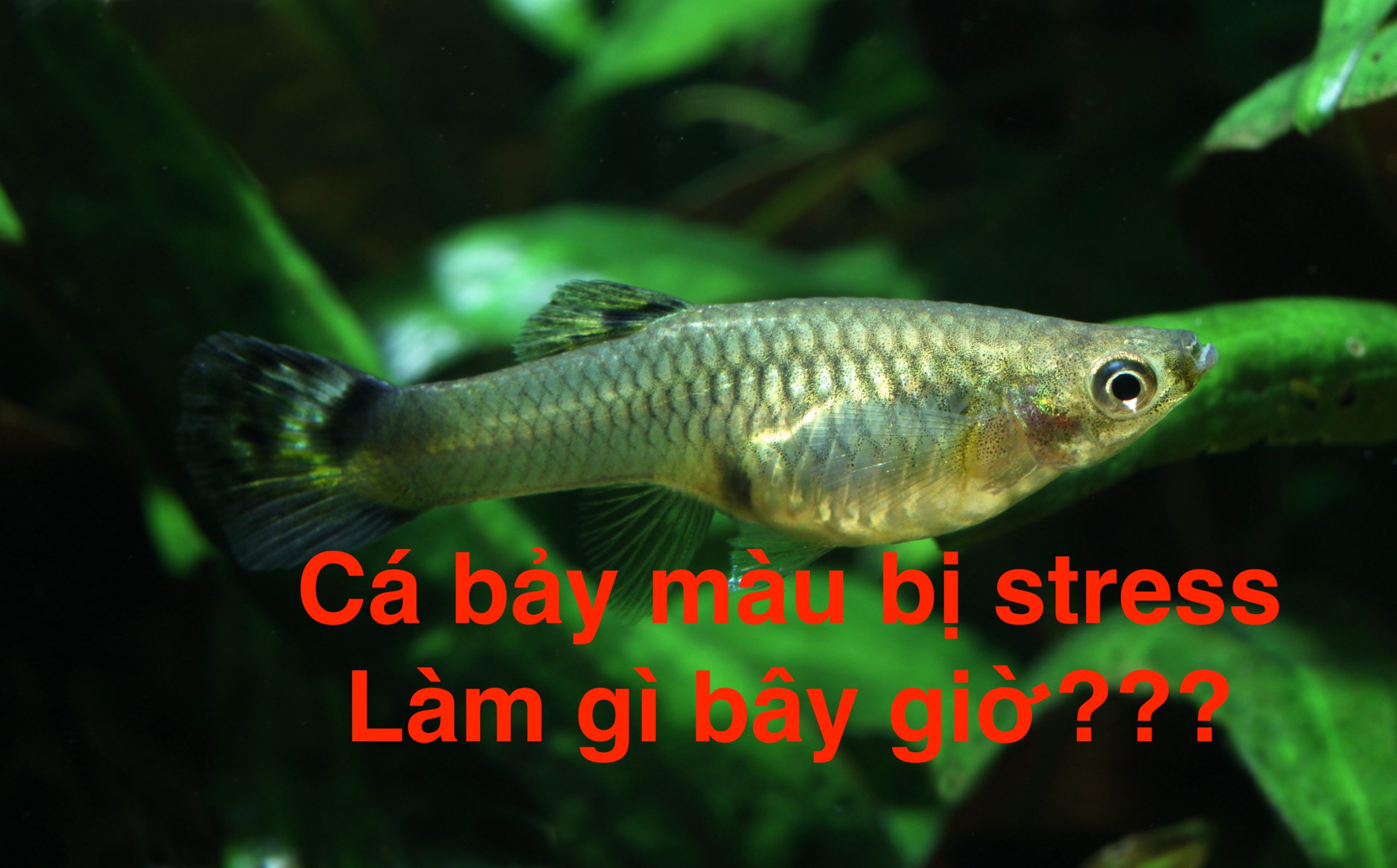 Cá bảy màu bị stress nguyên nhân và cách chữa trị - GUPPY ...