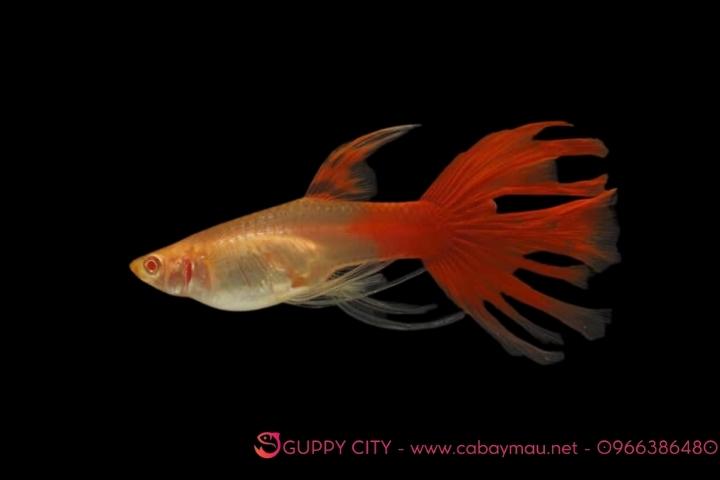 Cá Bảy Màu Full Red Ribbon - Guppy City - Cá Bảy Màu Hà Nội