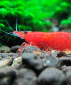 Alternative view of Tép Fire Red