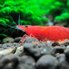 Tép Fire Red với màu đỏ rực rỡ