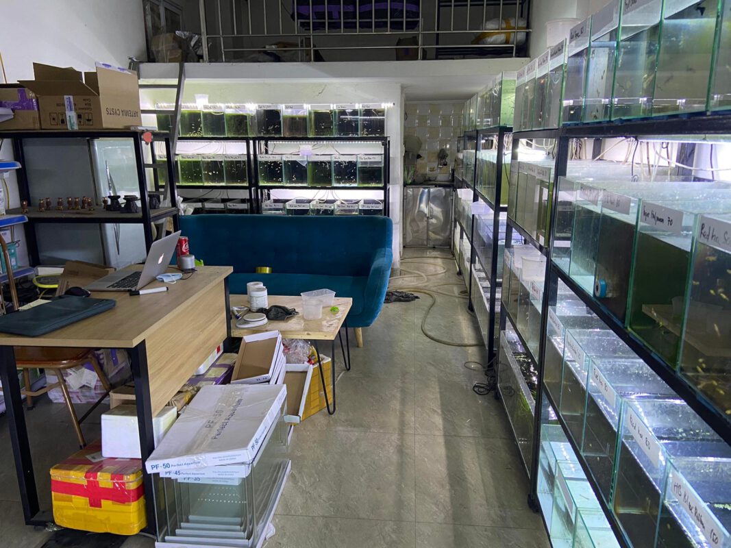 Guppy City – Cá Bảy Màu Hà Nội