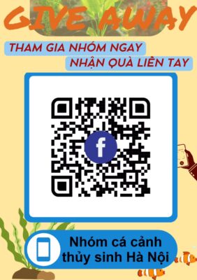 group thuy sinh ca canh ha noi