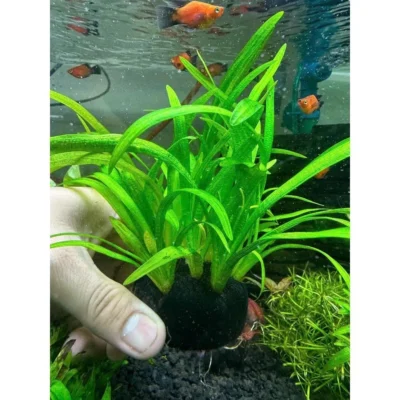 Cây cỏ thìa gắn giá thể