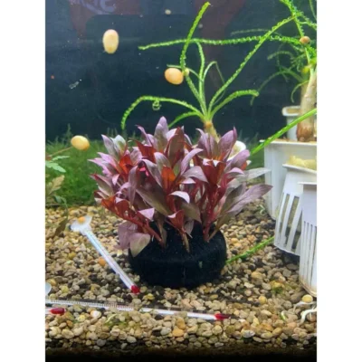 Cây đại hồng điệp gắn giá thể