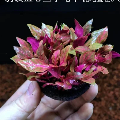 Cây huyết tâm lan gân gắn giá thể