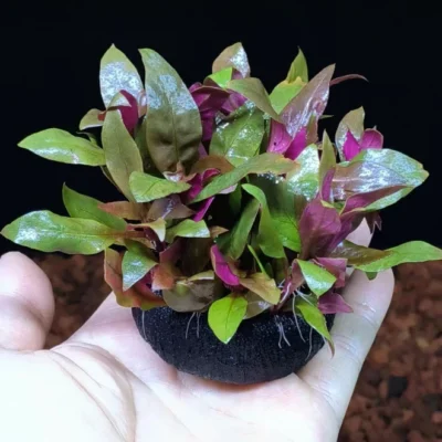 Cây huyết tâm lan gắn giá thể