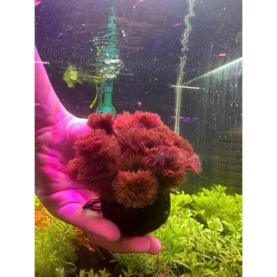 Rong la hán đỏ gắn giá thể