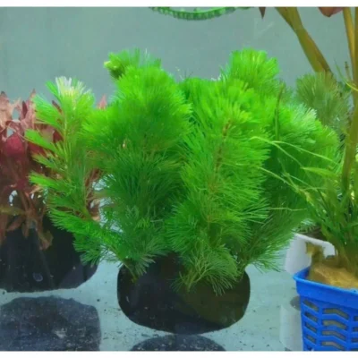 Rong la hán xanh gắn giá thể