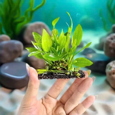 Cây lan nước gắn giá thể napad