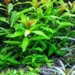 Cây thủy sinh lông chim (1 bó lớn)