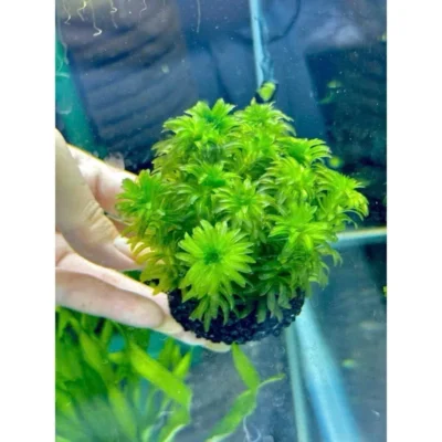 Rong đuôi chó gắn giá thể